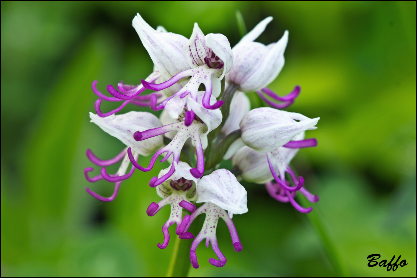 Orchis simia